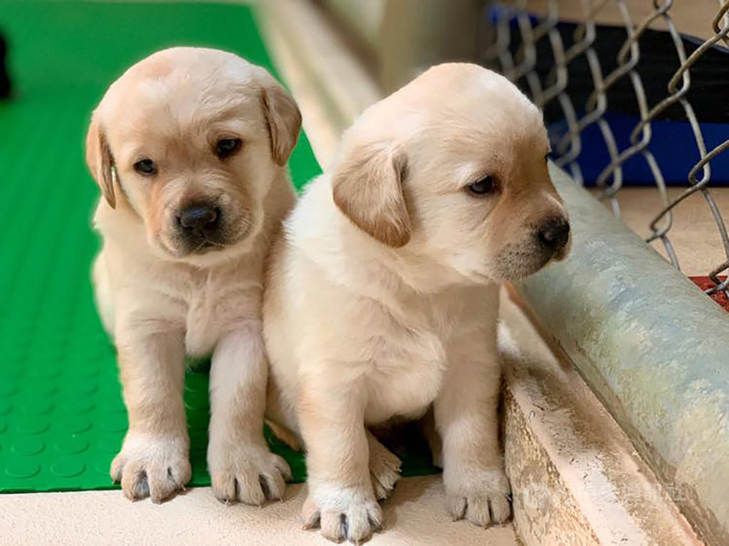 近期有4到5胎的拉不拉多緝毒犬幼犬誕生，海關對外徵求寄養家庭。（緝毒犬培訓中心提供）   圖/中央社