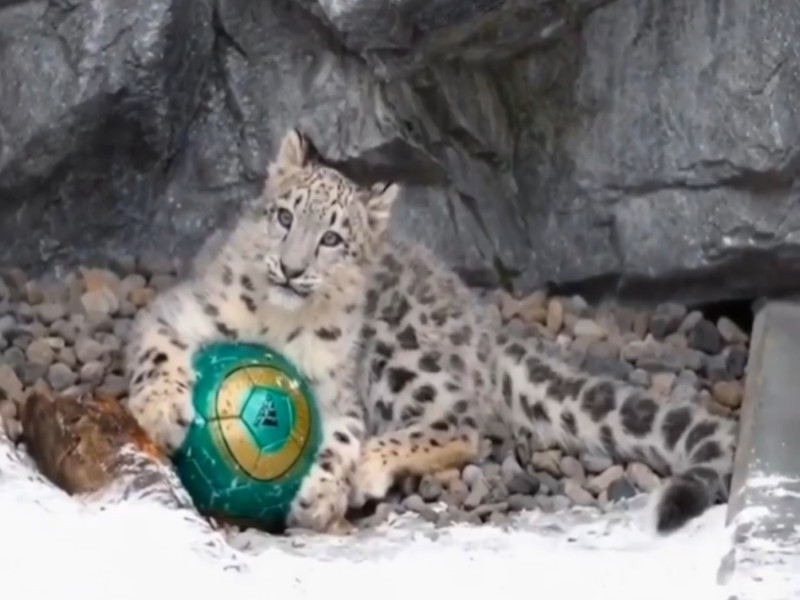 旭山動物園的小雪豹很喜歡玩球。   圖／翻攝自twitter@rikunow