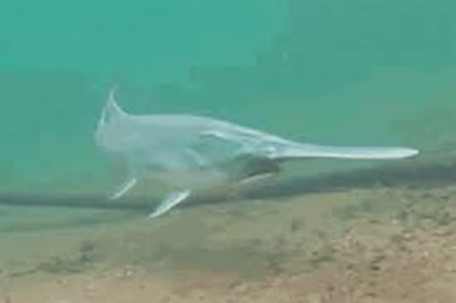 長江白鱘滅絕，且目前長江生物完整性指數已達最差的「無魚」等級。中國自今年1月1日開始開啟10年禁漁，並寫入「長江保護法草案」。   圖 : 翻攝自新華網