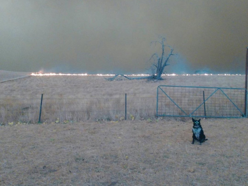 這張照片可以看得出當時野火已經逼近農場。   圖／IG@patsythecorryongwonderdog