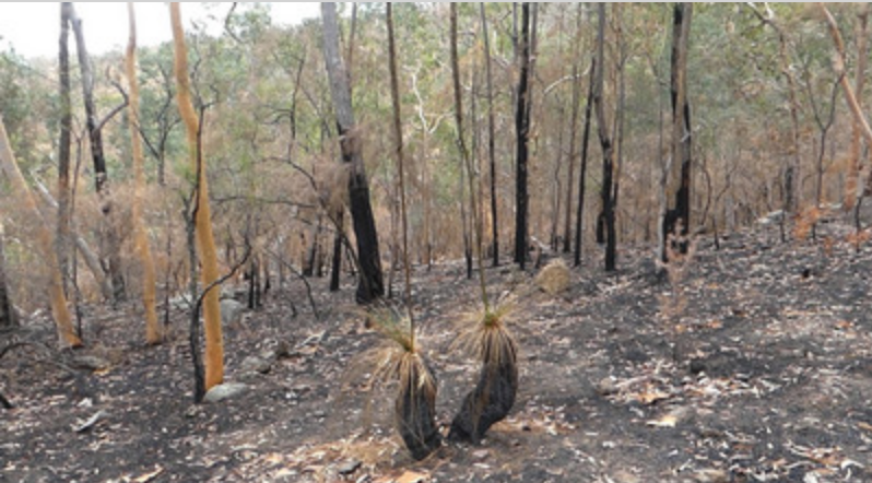 謝柏德（Phil Sheppard）所居住的山林，雖然樹木底部都被燒黑，但是樹頂仍有綠葉可見。中央社記者丘德真新南威爾斯州攝　109年1月8日