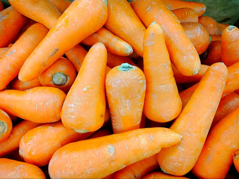 紅蘿蔔最重要的就是胡蘿蔔素，有治療夜盲症、乾眼症、保護呼吸道和促進生長等功能   圖：閻芝霖/攝