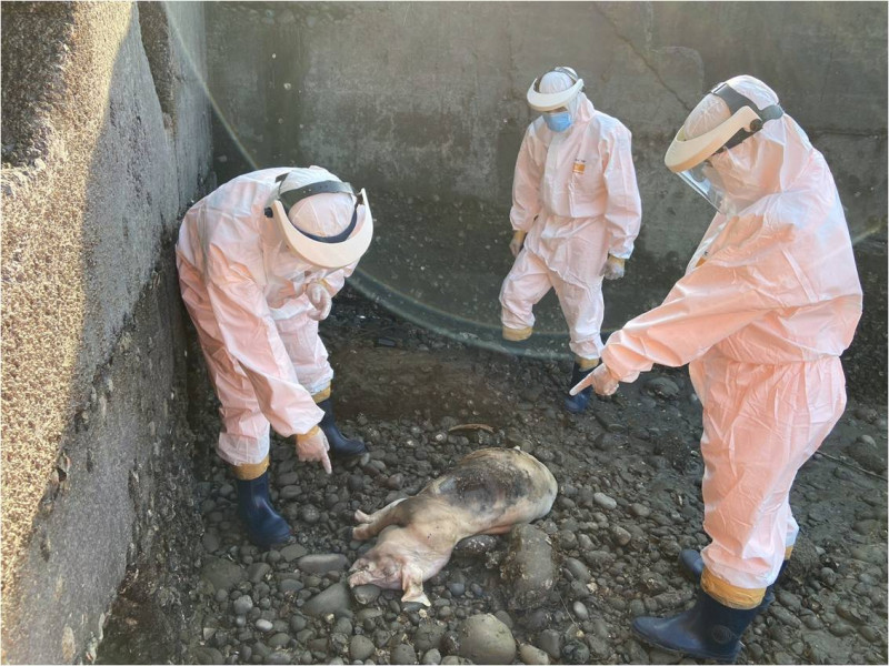 因應台灣日前發現非洲豬瘟海漂豬，環保署也加強稽查694家以廚餘作為飼料的養豬場。   圖：海巡署／提供（示意圖）