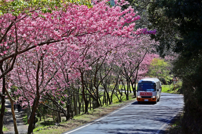武陵農場今年櫻花季從2/8開始，持續22天，包含228連假。圖：公路總局／提供