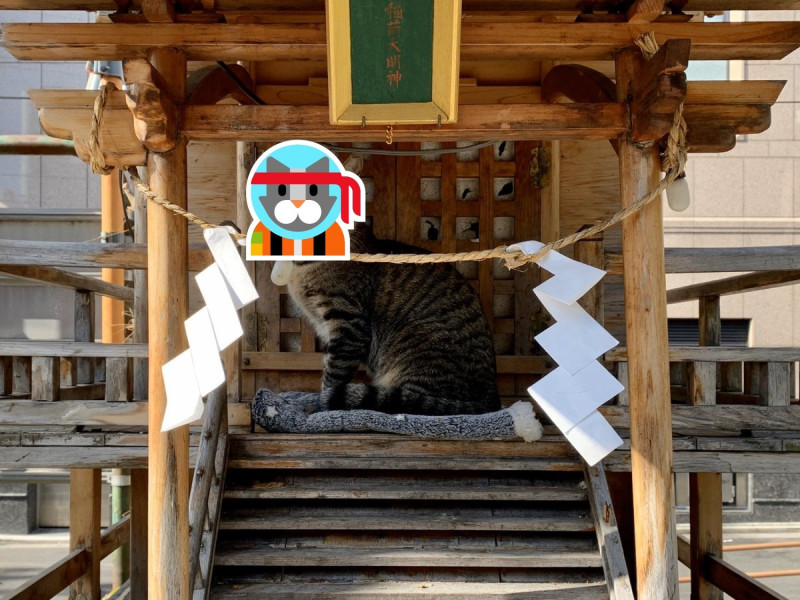 日本網友前往神社拜拜，結果巧遇「貓神」顯靈。   圖／twitter@m_kanagawa