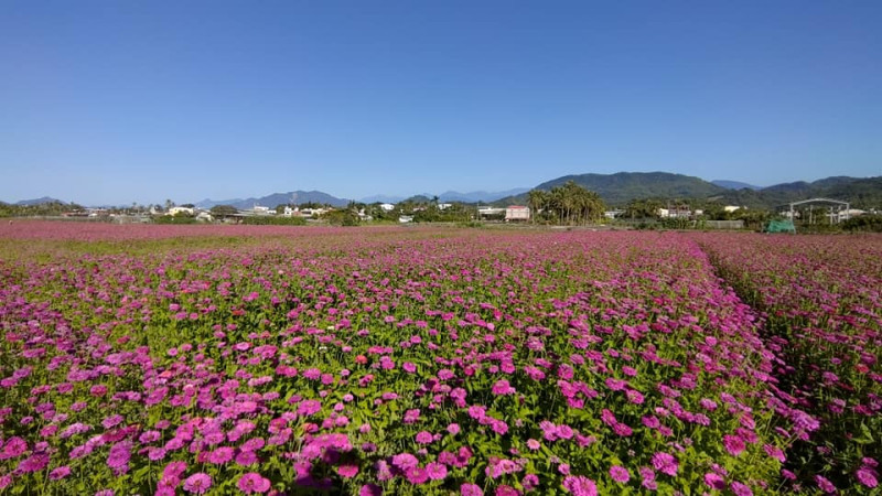 高雄杉林花海今年再擴大範圍，多達31公頃，種植多種綠肥植物。   圖：翻攝自高雄市杉林區公所臉書