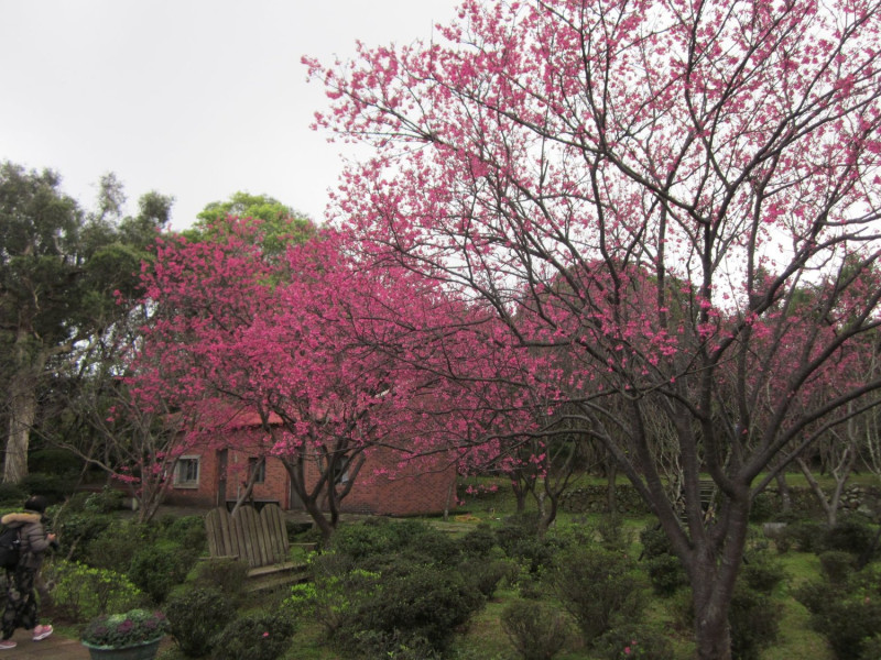 經過仰德大道四段，也可見提早盛開的山櫻花。   翻攝自：台北新花漾臉書