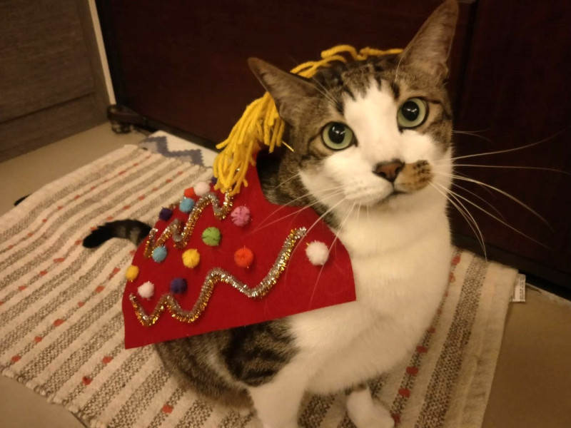 自己動手做一套舞獅道具服，讓貓咪也能一起慶新年。   圖／寵毛網