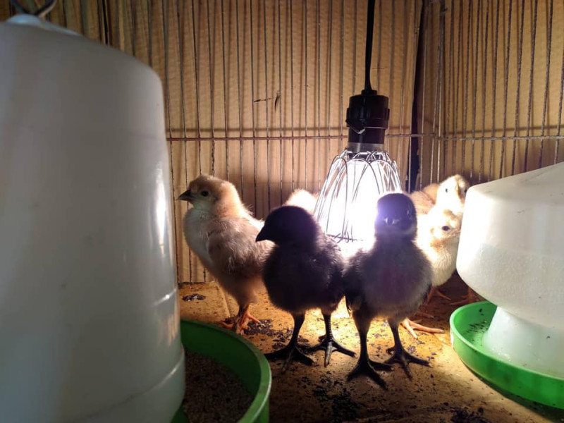 韓國瑜日前透過直播孵化的小雞。   圖:擷取自何庭歡臉書