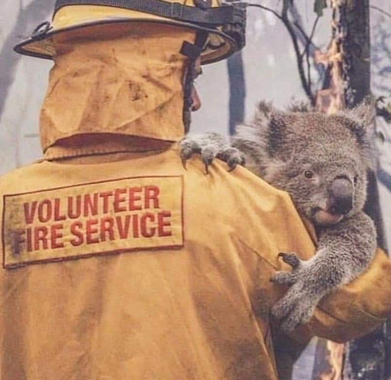 消防員救出困在野火中的無尾熊。   圖：翻攝自The Science Nature Academy推特