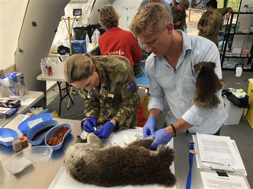 澳洲大量無尾熊被動物救援團隊救出。   圖：翻攝自Scott Miller推特