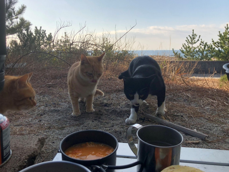日本推主自己一個人去露營，沒想到卻意外地招呼了一群貓客人。   圖／Twitter@DDDDD_00DD
