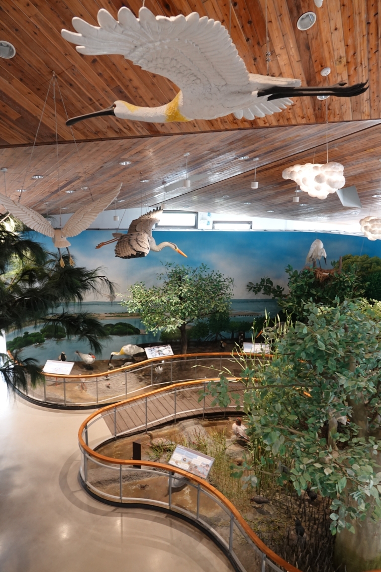 台江遊客中心放大版濕地生態展示。   圖：內政部提供