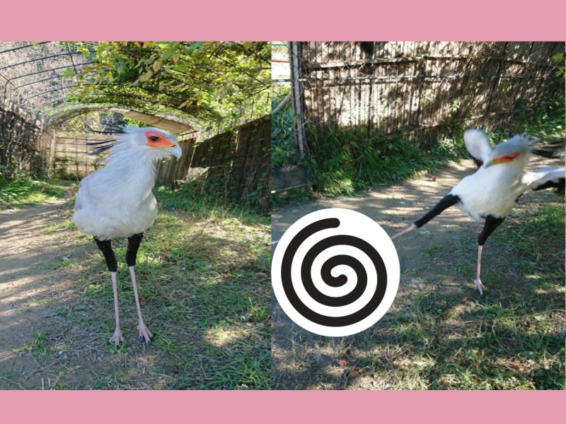 日本靜岡縣的「掛川花鳥園」中有一隻被譽為鳥界林志玲的長腿蛇鷲，在遊客中擁有高人氣。   圖／FB@掛川花鳥園