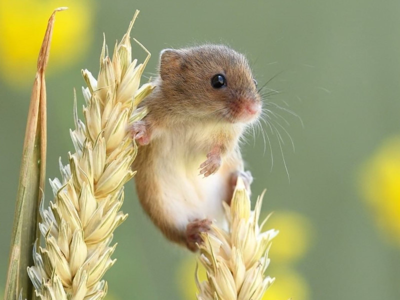 英國一位攝影師Dean Mason長期在野外觀察就發現一種體型相當小巧的「巢鼠」非常有趣   圖／IG@deanmason.wow