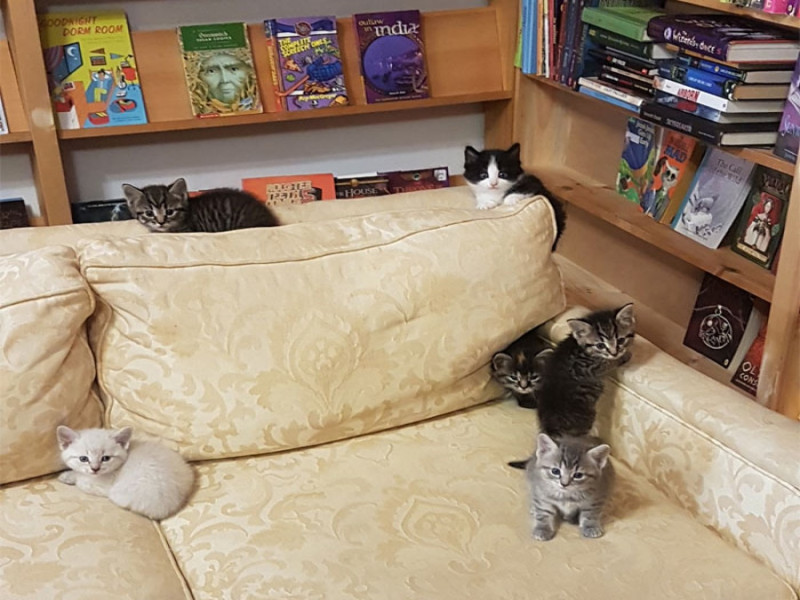 待認領的小貓在書店裡擔任店貓，廣受歡迎。   圖：IG@Otis & Clementine’s Books & Coffee