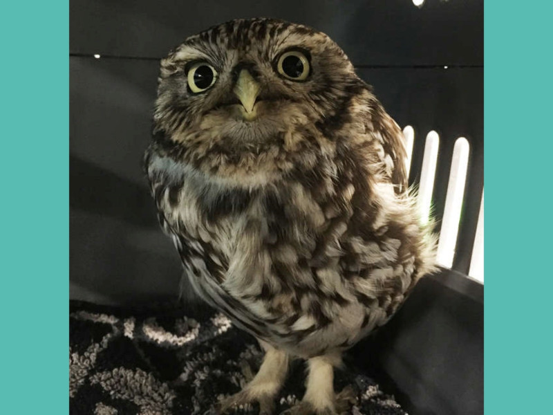 貓頭鷹普倫普的腿部和腹部儲存了大量脂肪，讓牠無法順利飛行。   圖／Suffolk Owl Sanctuary