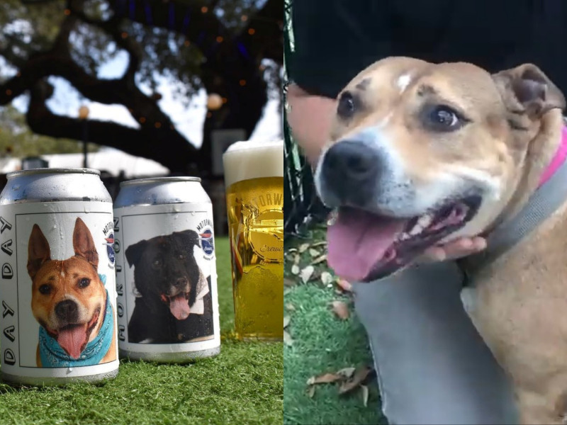 美國一名女子意外透過啤酒罐上的收養廣告找到自己失散多年的愛犬。   圖／Youtube@CBS 17