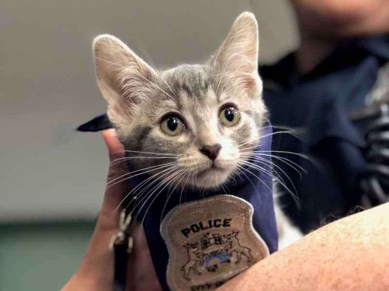 為了增進與市民互動，密西根特洛伊市警察局特地聘請虎斑貓「甜甜圈」擔任形象代言人。   圖／twitter@TroyMI_Police