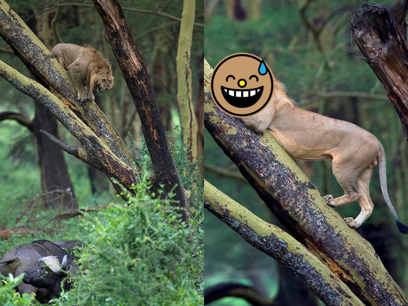 一隻獅子被一大群水牛包圍，嚇得爬上樹不敢下來。   圖／Caters News@Neelutpaul Barua