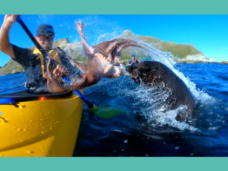 一名男子划獨木舟時遭海豹啣著章魚狠甩巴掌。   圖／Youtube@Taiyo ‘T’ Masuda