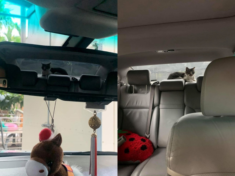 日前一名網友開車回家，在路途中瞥眼看一下後照鏡才驚覺車裡多了一隻貓。   圖／網友許維罡提供