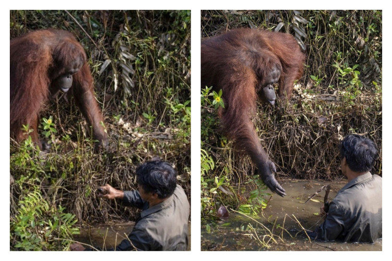 攝影師捕捉到，猩猩想要幫助人類的過程。照片立即在網路爆紅。   圖／翻攝自 Boredpanda