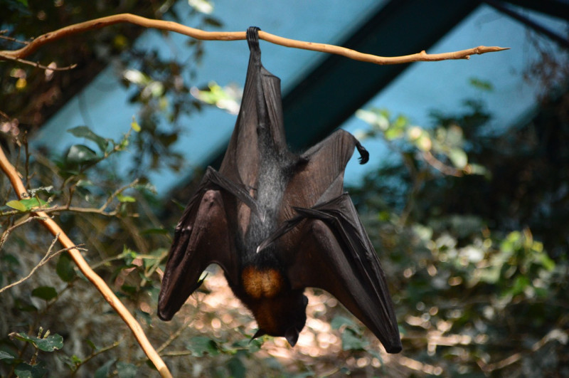 國內外研究皆指出蝙蝠是病毒的重要宿主，新北市瑞芳區著名的蝙蝠洞因此引發疑慮。   示意圖／翻攝自 Pixabay