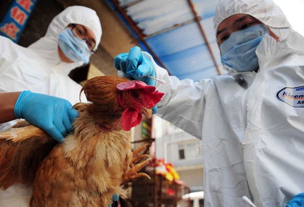 四川省傳發生H5N6亞型高致病性禽流感疫情，農業管理單位已緊急撲殺2261隻家禽。   圖：翻攝人民日報