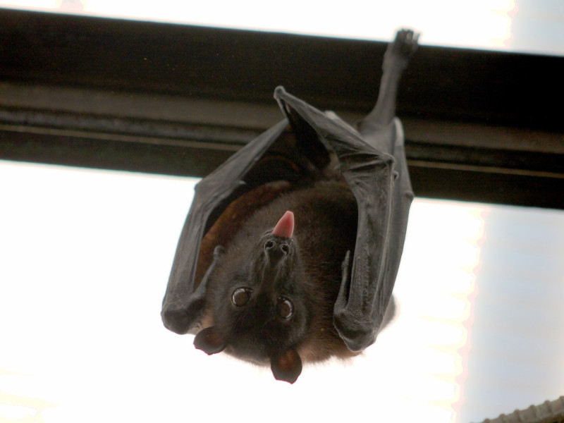 蝙蝠在害蟲控制、傳花授粉、提供人類高科技生活等層面上許多貢獻。   圖／Pixabay
