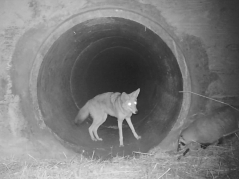 日前美國環境保育組織POST拍到郊狼與獾結伴成行的珍貴畫面。   圖／Youtube@Peninsula Open Space Trust – POST