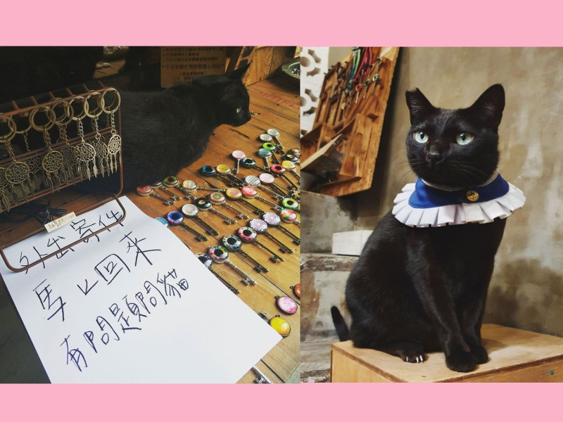 台南一間手作店飼養的店貓「妮妮」。   圖／About Dream 關於夢想授權提供