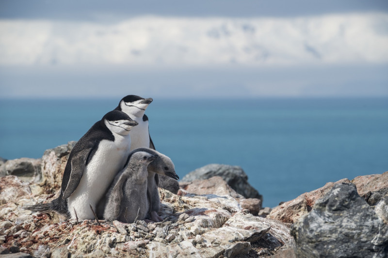 綠色和平調查發現南極頰帶企鵝50年銳減77%。   圖：綠色和平提供