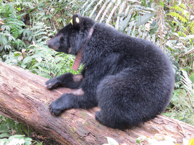 廣原小熊趴在枯木上。   圖：台東林管處／提供