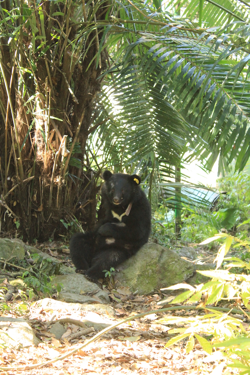 廣原小熊坐山棕樹下。   圖：台東林管處／提供