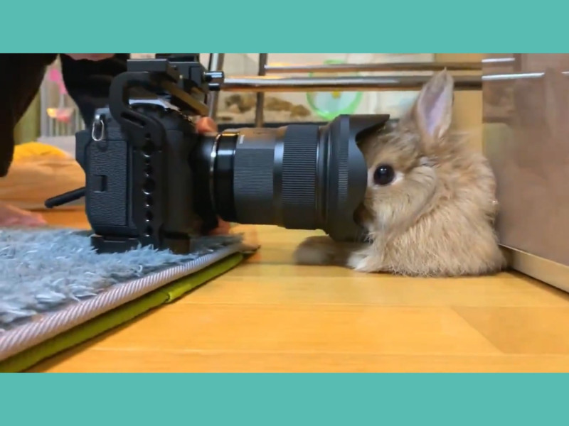 推主在網路上分享許兔兔Usako的影片，療癒了許多網友。   圖／Twitter@usacohamco