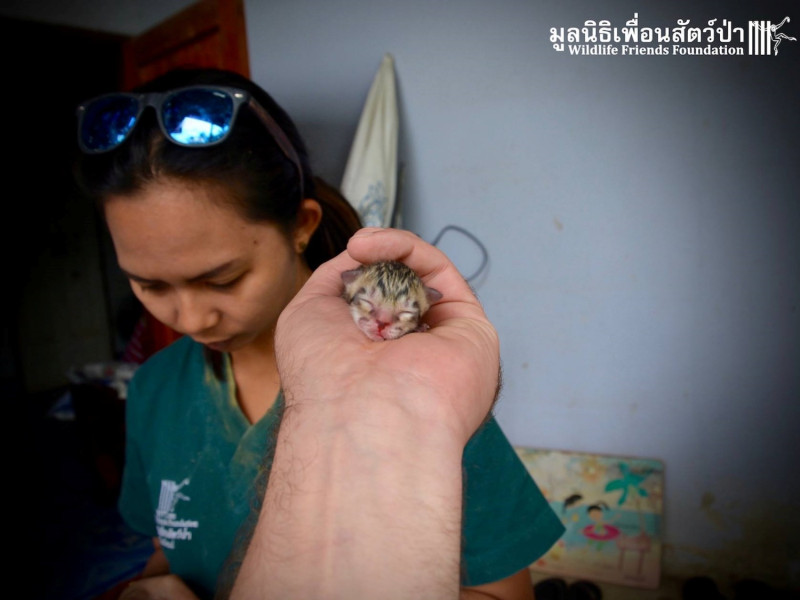 這隻小貓不是普通的家貓，而是罕見的漁貓！   圖／Wildlife Friends Foundation Thailand