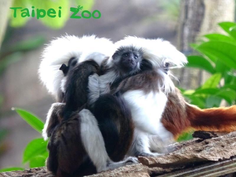 棉頭絹猴可愛的雙胞胎順利成長。   圖：台北市立動物園／提供