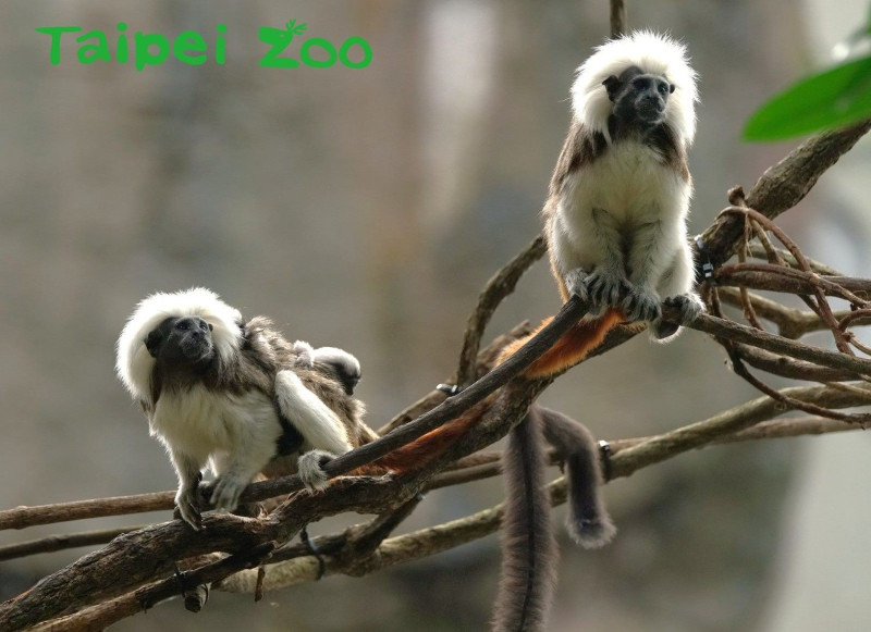 觀察棉頭絹猴雙胞胎攀爬技巧的遊客們，請別忘記要輕聲細語，保持安全距離。   圖：台北市立動物園／提供