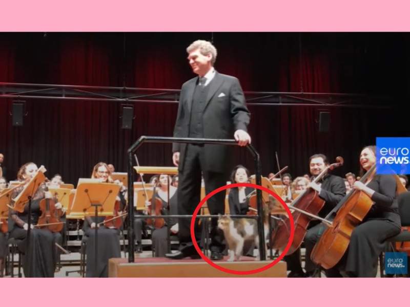 一隻三花貓咪意外闖進伊斯坦堡一場古典音樂會。   圖／翻攝自Youtube@euronews (Türkçe)