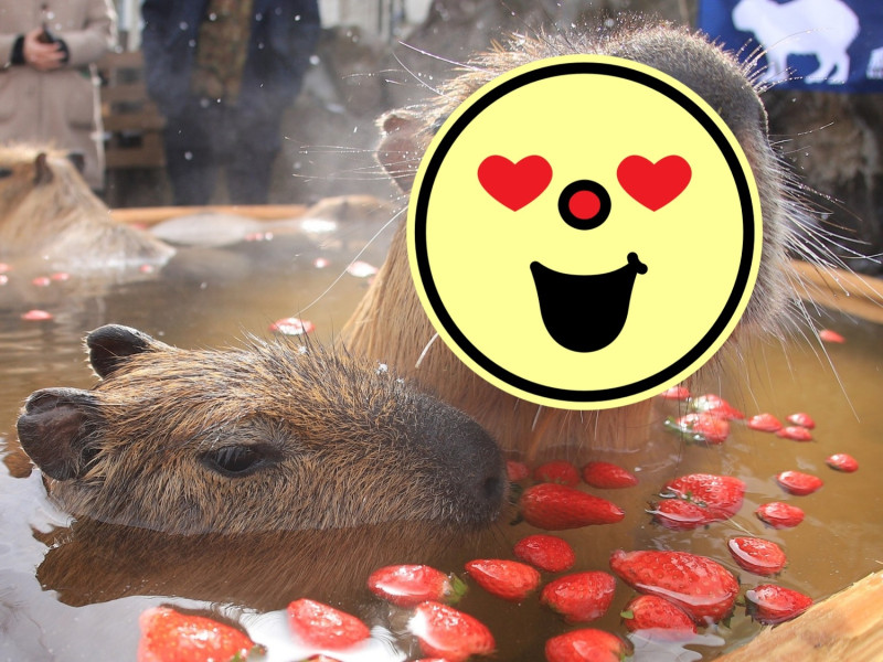 蘇～胡～到嘴巴都開開啦～   圖／Twitter@Capybara_siesta