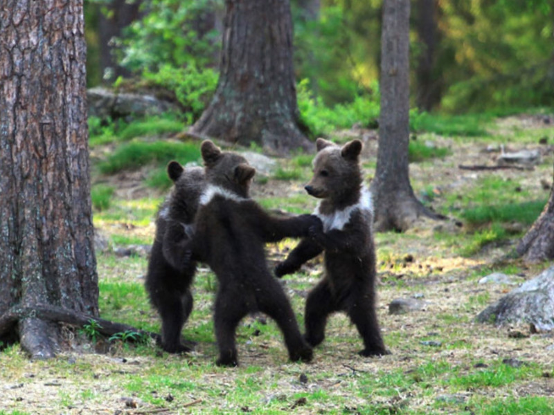 芬蘭一名體育老師意外遇見一隻母熊帶著三隻小熊在樹林間的空地玩耍。   圖／IG@valtterimulkahainen