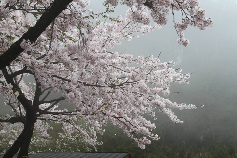 在雲霧中盛開的花樹別有一番魅力。   圖：嘉義林管處／提供
