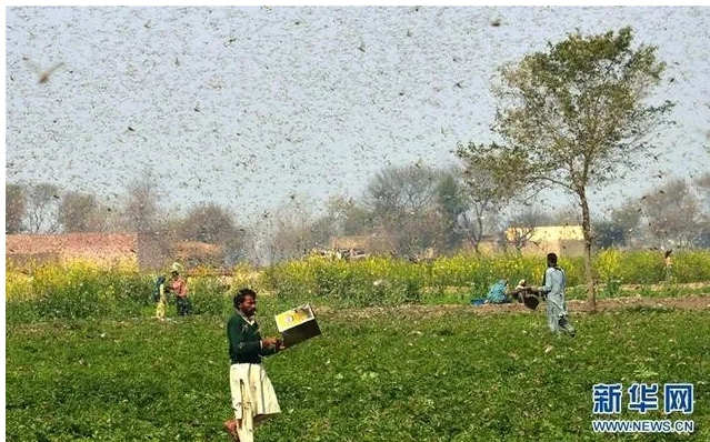 東非蝗蟲也在印度和巴基斯坦肆虐。   圖 : 翻攝自新華網