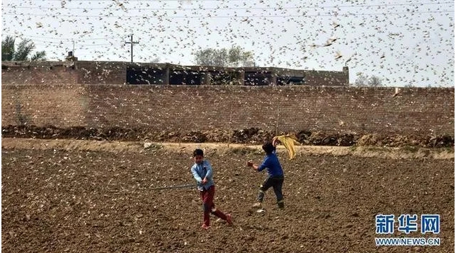小孩用棍子驅趕滿天飛舞的東非蝗蟲。   圖 : 翻攝自新華網