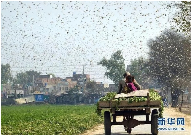 印度蝗蟲入境，對農作物造成極大損害。(資料照片)   圖 : 翻攝自新華網