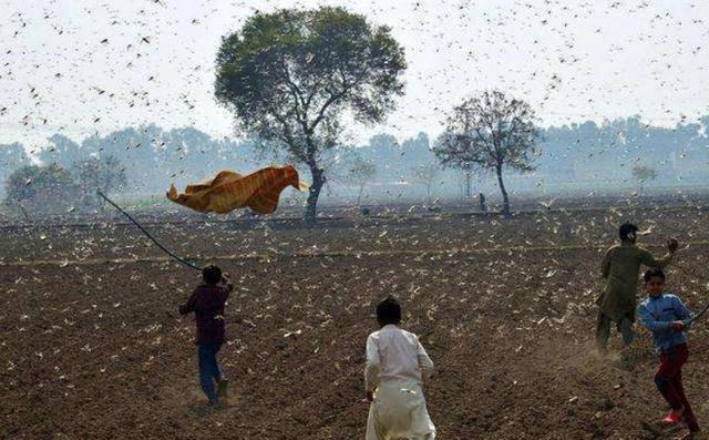 印度自2月初起，4000億蝗蟲入境。   圖：翻攝自中國「網易」