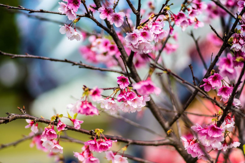 內湖樂活公園櫻花正值盛開。   圖／台北市公園處提供