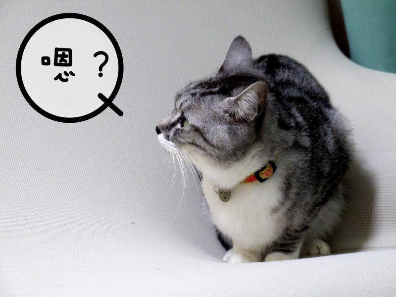 貓咪只有對自己相當信任的人才會發出「嗯？」的聲音。   圖／寵毛網