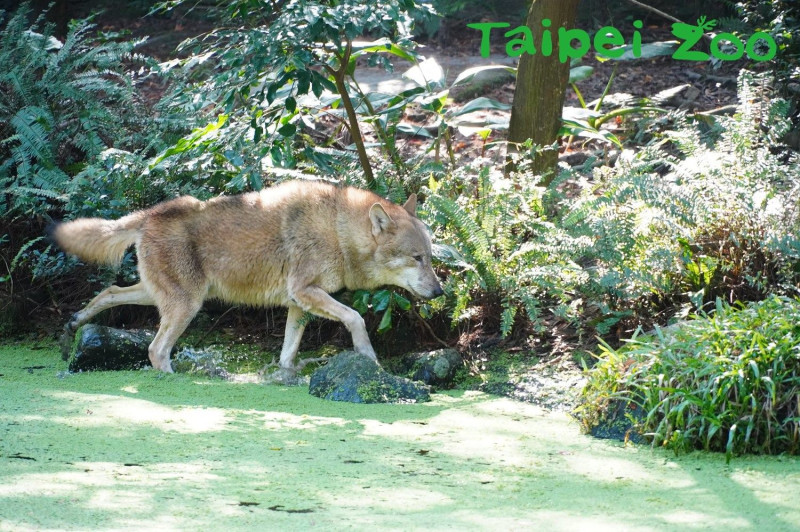 今年「沃夫」能不能成功打動「蘿拉」的芳心呢？   圖：北市動物園／提供